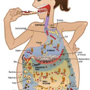 Food's Journey